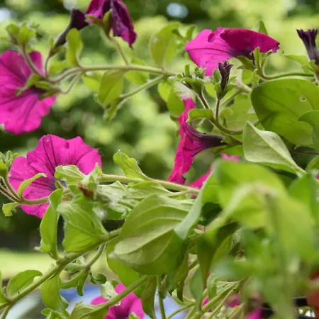 Nonna Mary * San Piero a Sieve