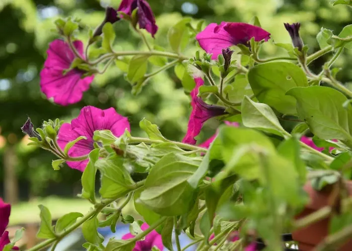 Appartement Nonna Mary San Piero a Sieve
